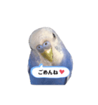 セキセイインコ ピピ（個別スタンプ：7）