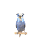 セキセイインコ ピピ（個別スタンプ：8）