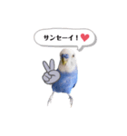 セキセイインコ ピピ（個別スタンプ：10）
