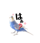 セキセイインコ ピピ（個別スタンプ：13）