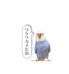 セキセイインコ ピピ（個別スタンプ：14）
