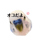 セキセイインコ ピピ（個別スタンプ：15）