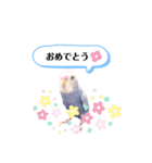 セキセイインコ ピピ（個別スタンプ：17）