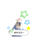セキセイインコ ピピ（個別スタンプ：19）