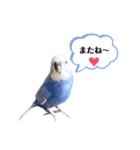 セキセイインコ ピピ（個別スタンプ：20）