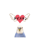 セキセイインコ ピピ（個別スタンプ：24）