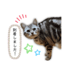 ワンコと暮らすニャンコ（個別スタンプ：7）