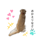ワンコと暮らすニャンコ（個別スタンプ：8）
