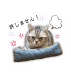 ワンコと暮らすニャンコ（個別スタンプ：10）
