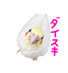 オカメの琥珀スタンプ（個別スタンプ：1）
