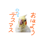 オカメの琥珀スタンプ（個別スタンプ：5）
