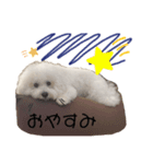 ビションフリーゼ フランくん（個別スタンプ：2）