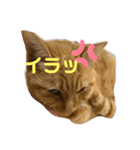あずきの気持ち♡2（個別スタンプ：8）