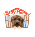 トイプーショコロン2（個別スタンプ：1）