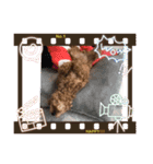 トイプーショコロン2（個別スタンプ：8）