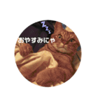 茶々丸劇場（個別スタンプ：19）