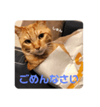 茶々丸劇場（個別スタンプ：20）