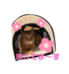 茶々丸劇場（個別スタンプ：21）