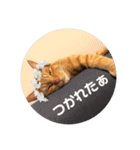 茶々丸劇場（個別スタンプ：22）