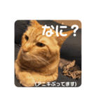 茶々丸劇場（個別スタンプ：23）