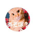 茶々丸劇場（個別スタンプ：24）