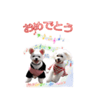 ミックス犬 リオン＆フランの日常編2（個別スタンプ：31）