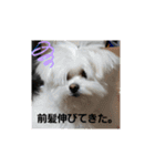 マルポメたんぽぽ君のスタンプ♪（個別スタンプ：11）
