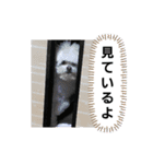 マルポメたんぽぽ君のスタンプ♪（個別スタンプ：13）