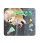 ポメラニアンのコメちゃん（個別スタンプ：11）