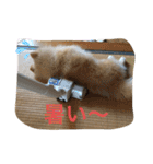 ポメラニアンのコメちゃん（個別スタンプ：12）