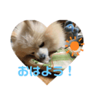 ポメラニアンのコメちゃん（個別スタンプ：15）
