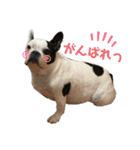 我が家のハルちゃんスタンプ（個別スタンプ：17）
