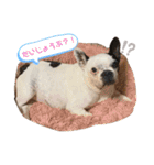 我が家のハルちゃんスタンプ（個別スタンプ：23）