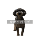 愛しのコロン©︎（個別スタンプ：2）