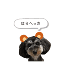 愛しのコロン©︎（個別スタンプ：5）