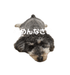 愛しのコロン©︎（個別スタンプ：6）