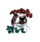 ジャックラッセルテリアのマリリン（個別スタンプ：5）