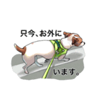 ジャックラッセルテリアのマリリン（個別スタンプ：7）