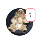 アメリカンコッカーのユメちゃんスタンプ（個別スタンプ：5）