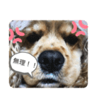 アメリカンコッカーのユメちゃんスタンプ（個別スタンプ：9）