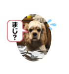 アメリカンコッカーのユメちゃんスタンプ（個別スタンプ：10）