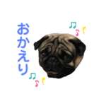 パグのぽんずくん（個別スタンプ：3）