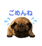 パグのぽんずくん（個別スタンプ：5）