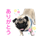 パグのぽんずくん（個別スタンプ：6）