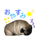 パグのぽんずくん（個別スタンプ：7）