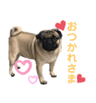 パグのぽんずくん（個別スタンプ：8）