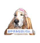 キャンちゃんファミリー（個別スタンプ：1）