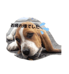 キャンちゃんファミリー（個別スタンプ：4）