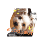キャンちゃんファミリー（個別スタンプ：5）