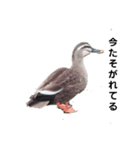 全然話を聞いてくれない動物たち（個別スタンプ：1）